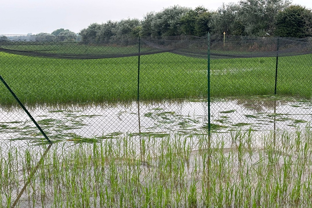Comunicato stampa di Regione Lombardia: distrutto primo campo sperimentale di riso 'TEA'