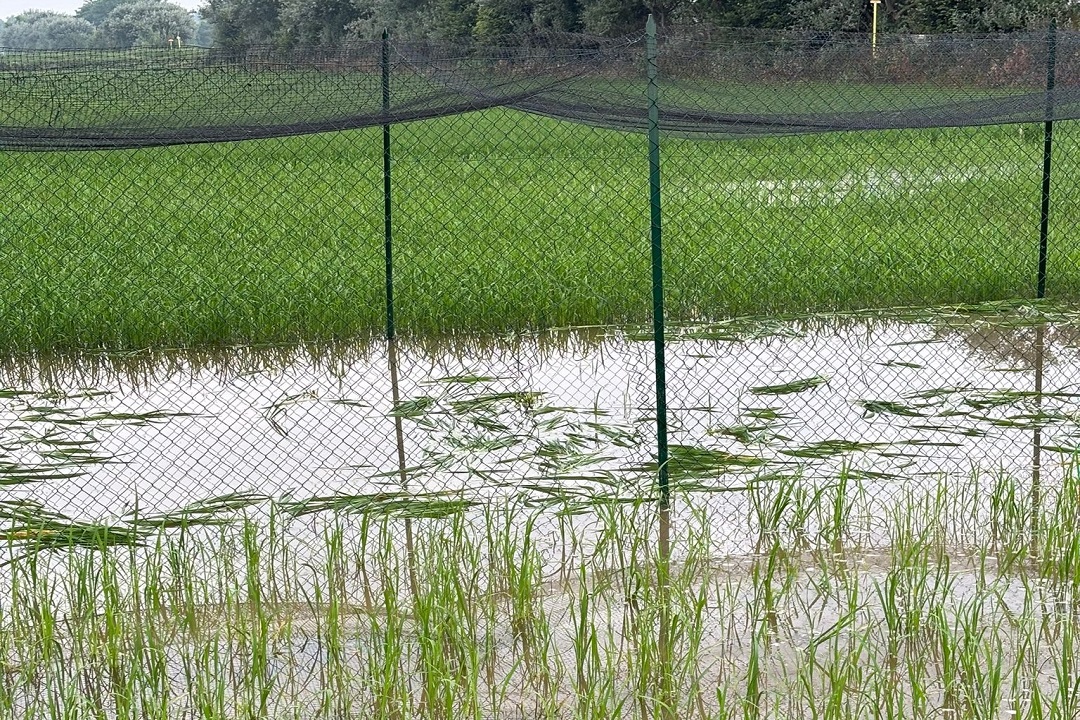 Comunicato stampa di Regione Lombardia: distrutto primo campo sperimentale di riso 'TEA'