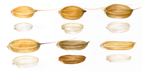 “Il riso, pane dell