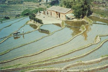 La Storia di un chicco - diapositiva 13