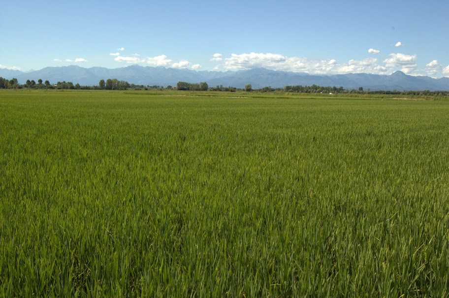 09 - Campo di riso in fioritura