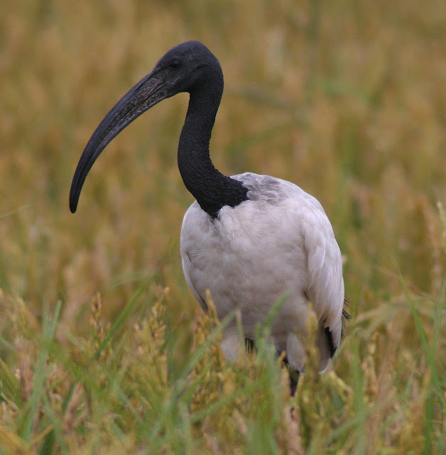 11 - Ibis sacro in risaia (di I.Manfredo)