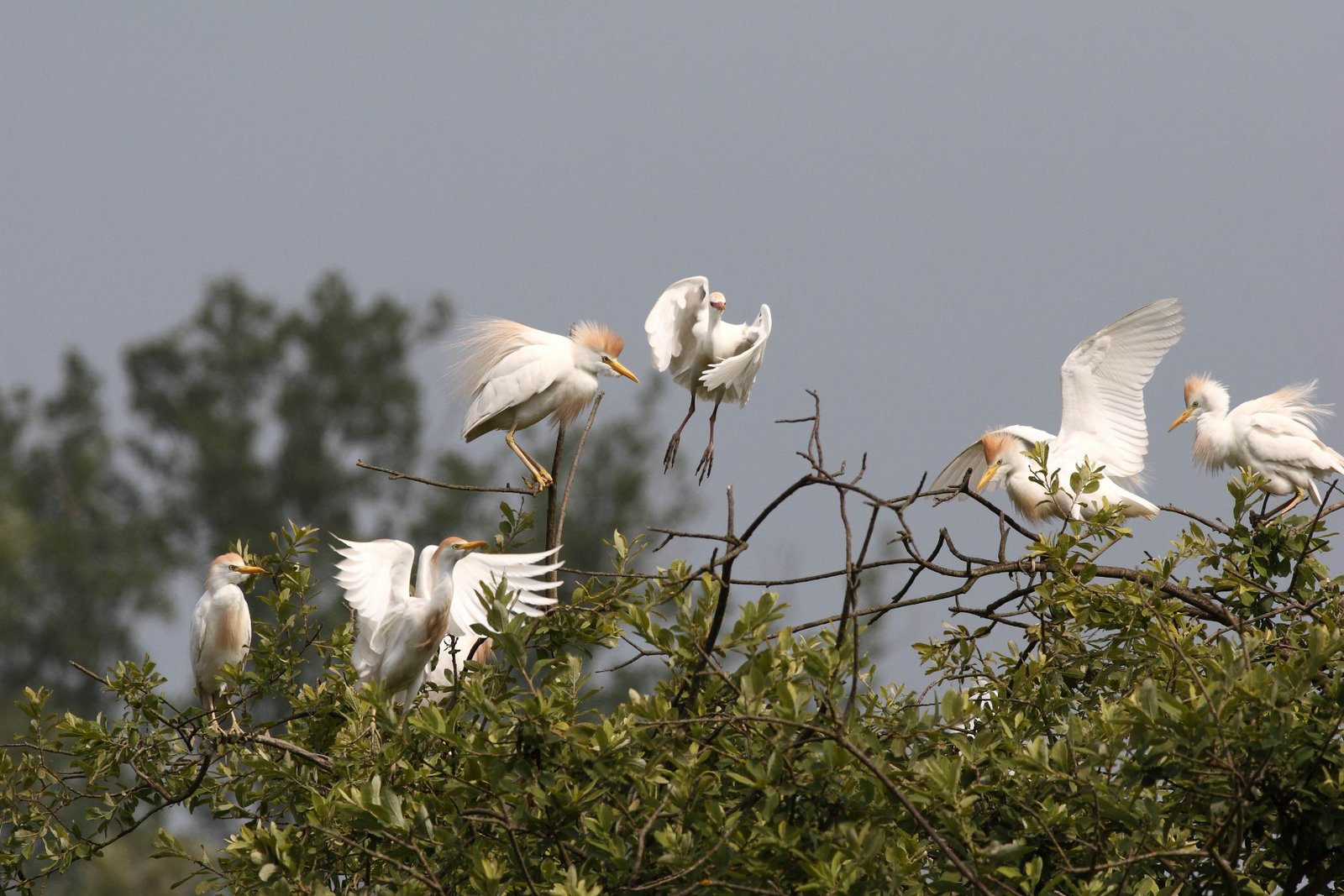 03 - Questa colonia di aironi guardabuoi ha trovato un habitat ideale in questa “garzaia”. Gran parte della popolazione europea di ardeidi nidifica nella zona delle risaie del nord Italia.