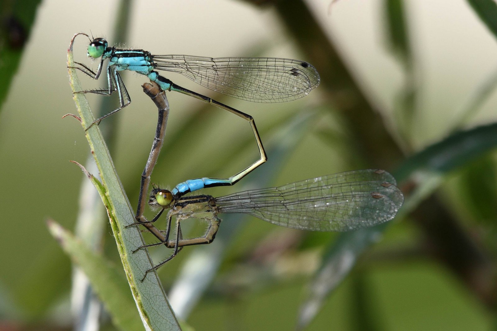 18 - Oltre agli uccelli, l’ambiente della risaia è ricco di biodiversità e molte specie di libellule lo utilizzano anche per la riproduzione