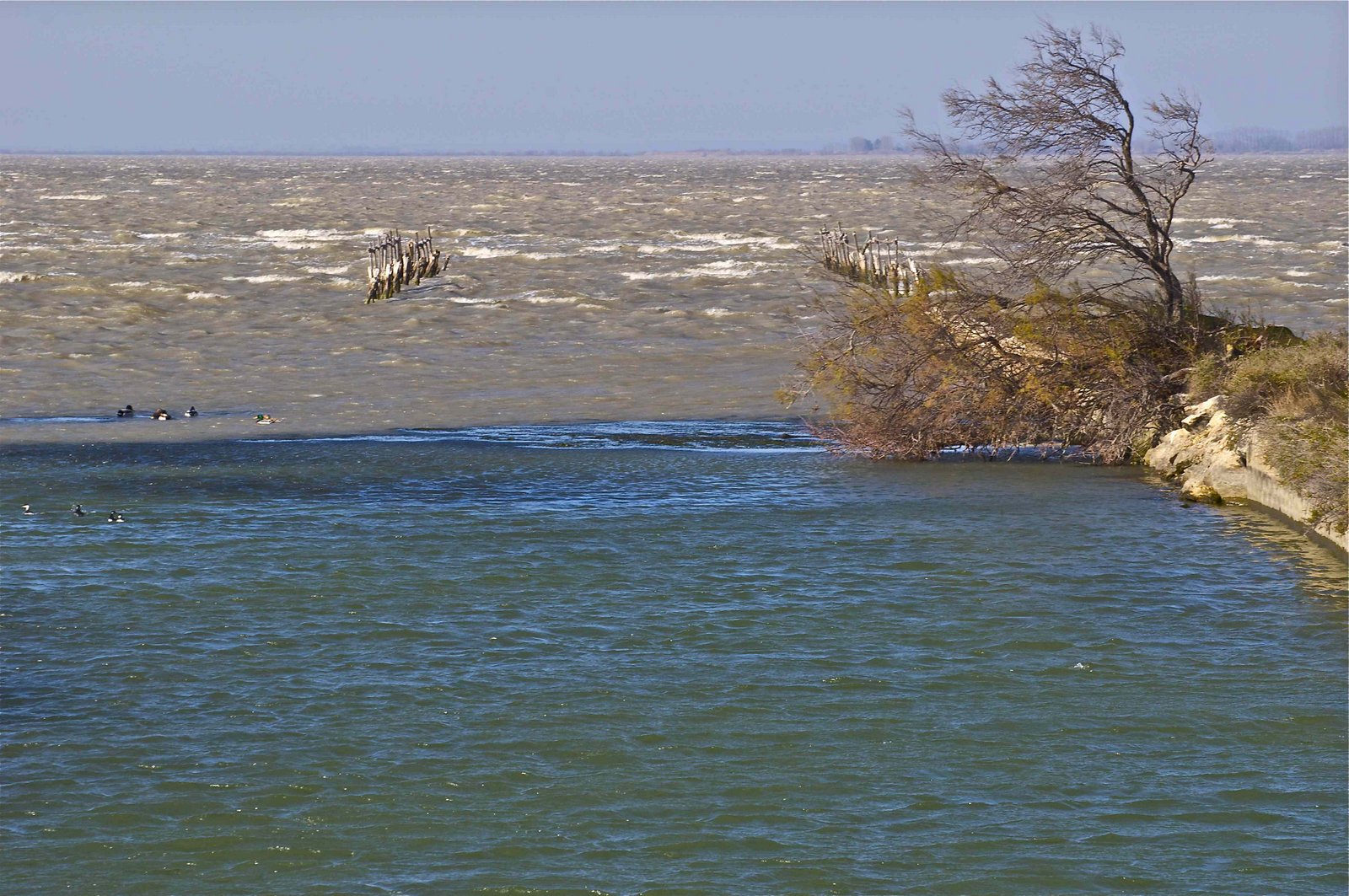 24 - Tutte le aree risicole prossime alla foce dei fiumi fanno da barriera alla salinizzazione dei terreni ed evitano la desertificazione 24 - Tutte le aree risicole prossime alla foce dei fiumi fanno da barriera alla salinizzazione dei terreni ed evitano la desertificazione