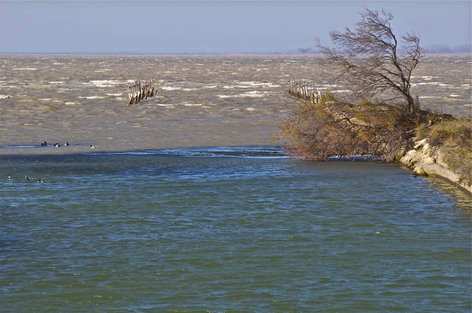 24 - Tutte le aree risicole prossime alla foce dei fiumi fanno da barriera alla salinizzazione dei terreni ed evitano la desertificazione