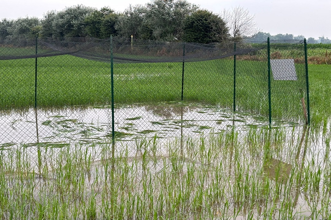 Distrutto primo campo sperimentale di riso TEA, Assessore Beduschi: atto criminale