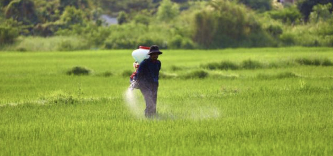 Ogni tre giorni l’Ue lancia un’allerta alimentare  per riso d’importazione contaminato