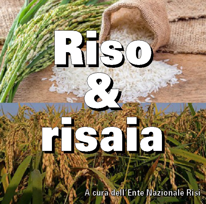 Quarta puntata podcast racconta mondo della risicoltura: si parla di sostenibilità agroambientale
