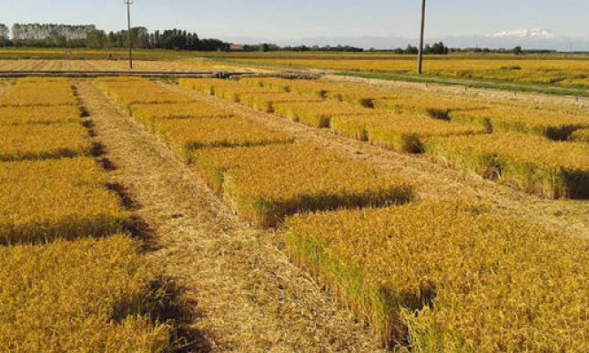 Ridurre il cadmio nel riso attraverso la calcitazione