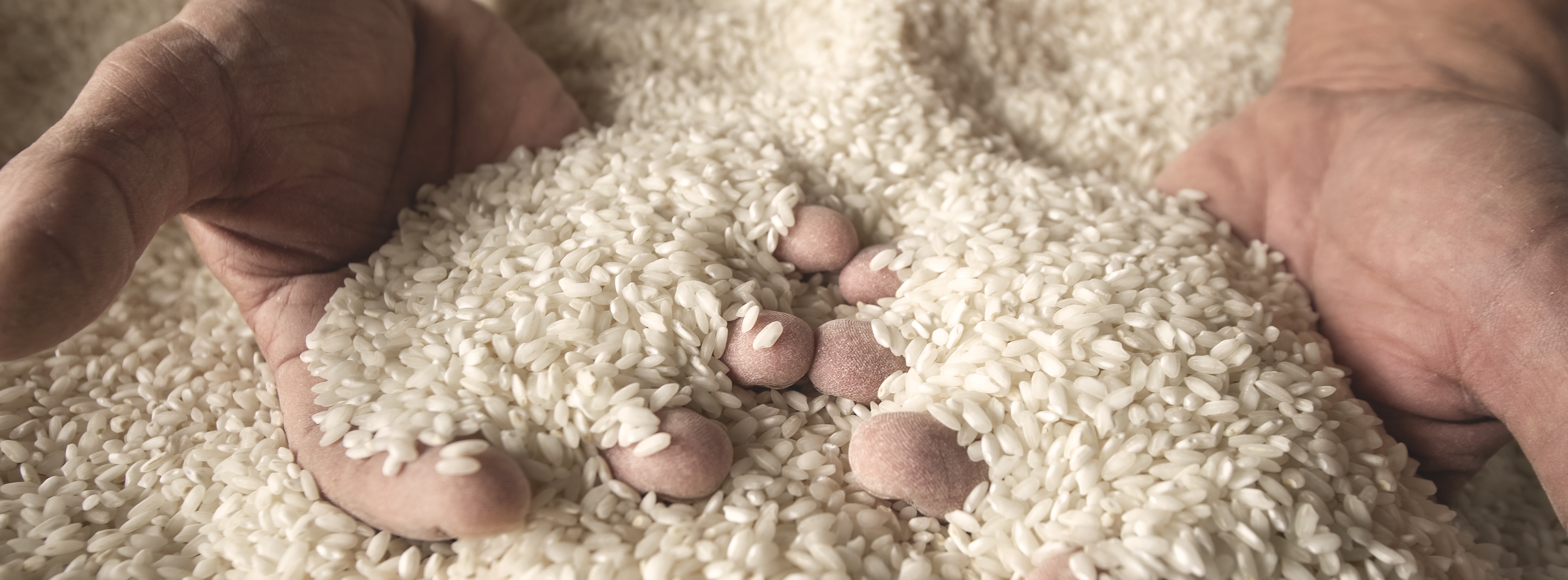 Futuro del riso UE: il 28 aprile voto decisivo al parlamento europeo