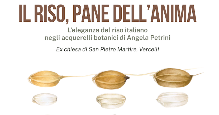 Il Riso, pane dell'anima 
