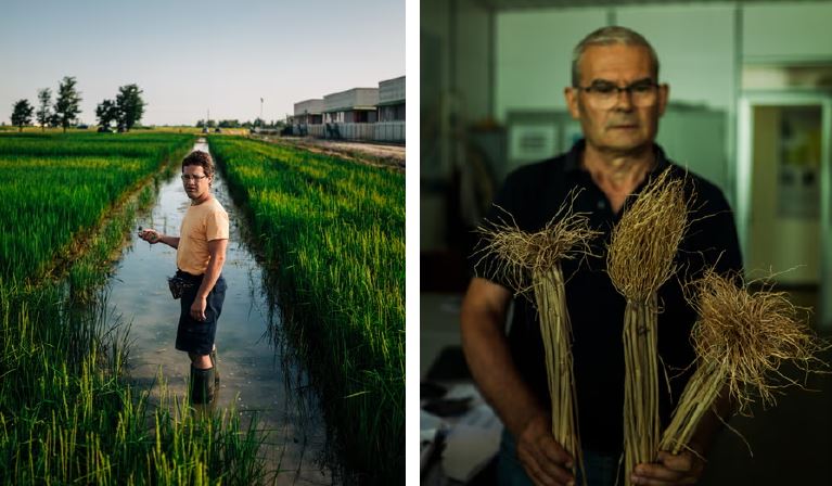 Risotto crisis: the fight to save Italy's beloved dish from extinction